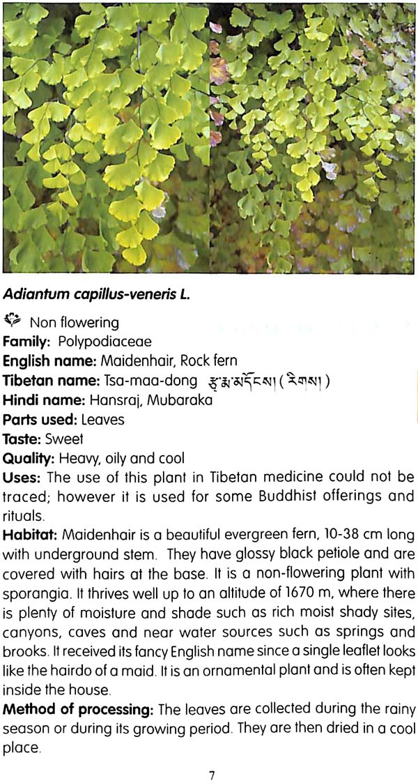 "A Handbook of Tibetan Medicinal Plants" 